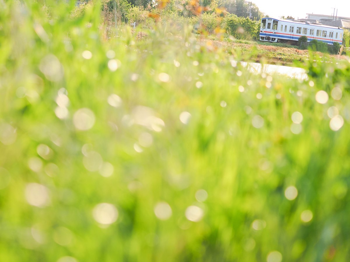 chappy_post's tweet photo. 学生時代に
よく乗っていたローカル線

歩いたことはなかった沿線を
大人になって
ゆっくり散歩すると

新たな景色が
目に飛び込んできました

2026年4月
茨城県龍ケ崎市
#ゆる鉄 #鉄道のある風景 #鉄道風景写真 #春 #雑草 #緑 #玉ボケ #ローカル線 #単行列車 #茨城県 #龍ケ崎市 #関東鉄道 #竜ヶ崎線 https://t.co/Kb4kyUfMOA