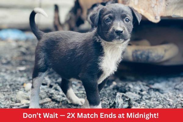 SPCA International tweet media