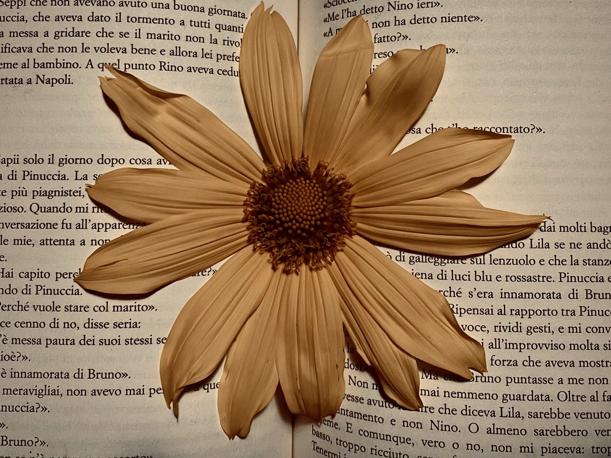 iara | cr: o amante - marguerite duras tweet media