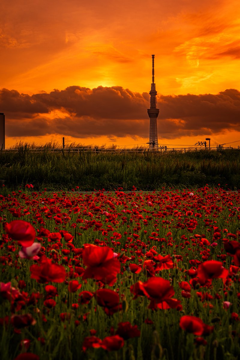 [TAKU]ページ 𝑇𝑎𝑘𝑢 (@taku_photo47) / Posts / X