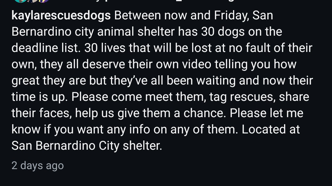 8415_n's tweet photo. 30 dogs #Euthlisted between now & tomorrow FRI 5/15‼
They deserve their sweet faces to be seen for a fighting chance at life.
Please go there right now
Meet them
Fall in love
Take them home
Make them family
#sanbernardino City #sbcoubty #sanbernardinocounty #socal #california https://t.co/9W88CMMw3b