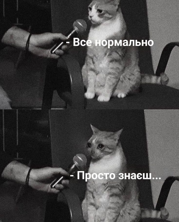Софокля tweet media