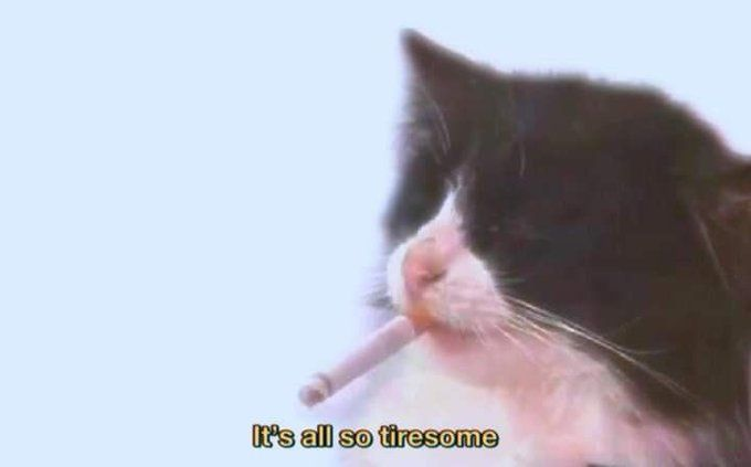 𝖈𝖍𝖆𝖇𝖆𝖟𝖎𝖙𝖊 tweet media