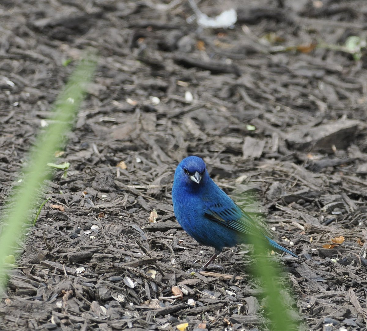 feather_report's tweet photo. The Indigo Bunting belongs to the same family as the Northern Cardinal. You’d never know it looking at them.
One is red, crested and impossible to miss. The other is this — a small, furious piece of blue sky that landed on the ground and started staring at strangers. https://t.co/zFbnEtoGqw