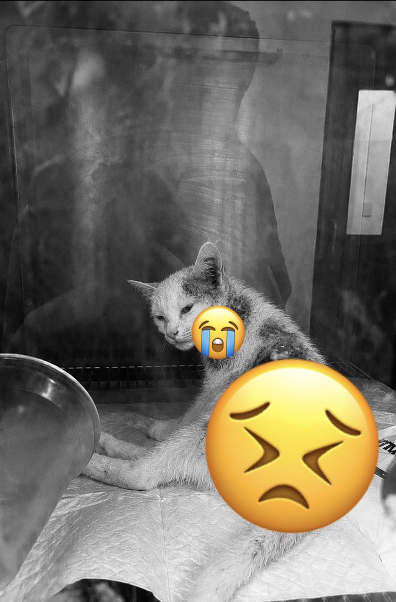 Neko✨🌸 tweet media