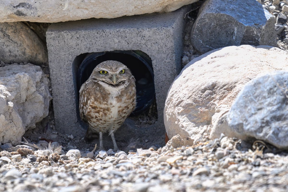 RealMarkJohnsen's tweet photo. Photo of the Day from the Rainbow Owl Preserve in Las Vegas.

A Burrowing Owl making itself "unburrowed" for a moment. https://t.co/bP6LOK1781
