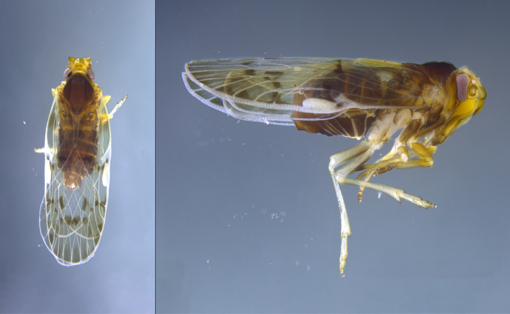 Portal_Invest's tweet photo. CIENTÍFICOS DESCUBREN INSECTOS POTENCIALES TRANSMISORES DE ENFERMEDADES AGRÍCOLAS
En las místicas tierras del bosque nuboso en San Ramón de Alajuela, la ciencia costarricense revela un secreto que permanecía oculto entre el follaje de las palmeras.  https://t.co/8NuhCpLsHN https://t.co/xvbXGoZvWK