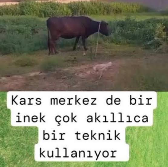 serafim tweet media