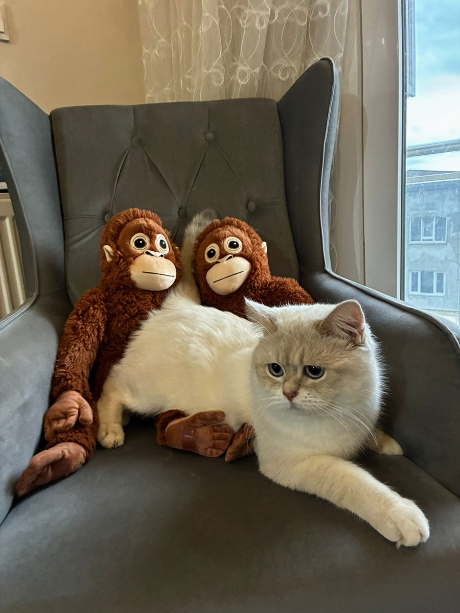 ervavcu's tweet photo. 😻🥹😭❤️ https://t.co/DB4lqJhif7