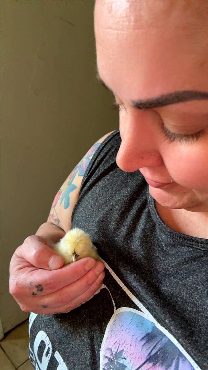 Colormedeadang1's tweet photo. When purchasing chickens you must give them the most eggcelent names. Somehow I end up with 2 Bantam Silkies today. Fancy ones. Chic. Gorgeous. Say hello to Feather Locklear &amp; Meryl Cheep. The most couture chuckles ever. https://t.co/rkIue6cNCJ