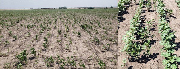 K-State Agronomy tweet media