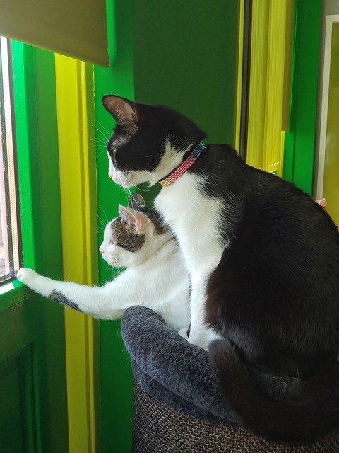 ShivaandJaya's tweet photo. #FrontpawFriday be paw day, but we no be happy now that mom go take care of Lily who be downstairs next door. We has decide that we go use paws to smash windows or stomp floors. Mom go hear that at Lily's and rush upstairs back to us.
Today yous go to war wiz that paws! https://t.co/Igtb2LAGSq