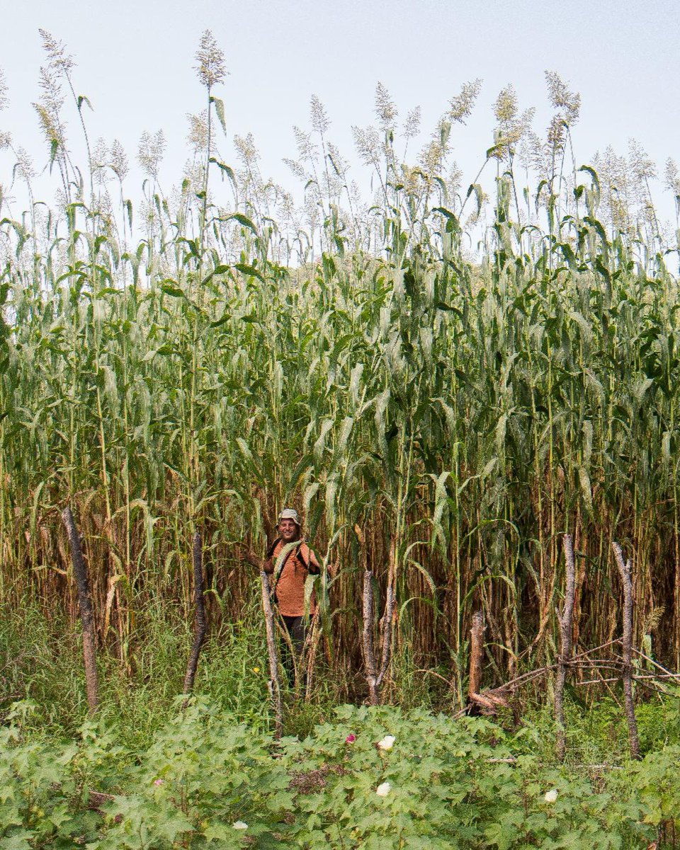 CGIAR tweet media