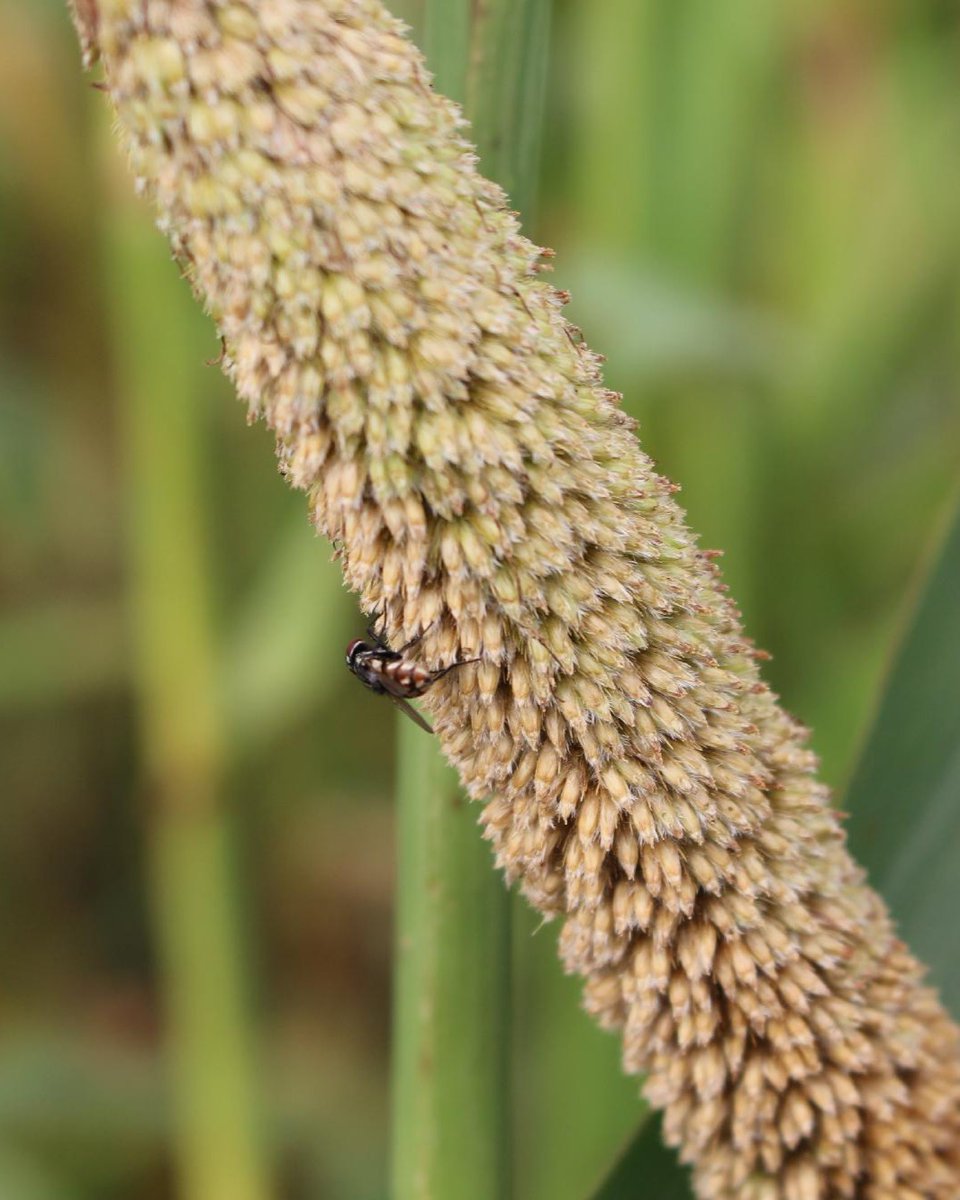 CGIAR tweet media