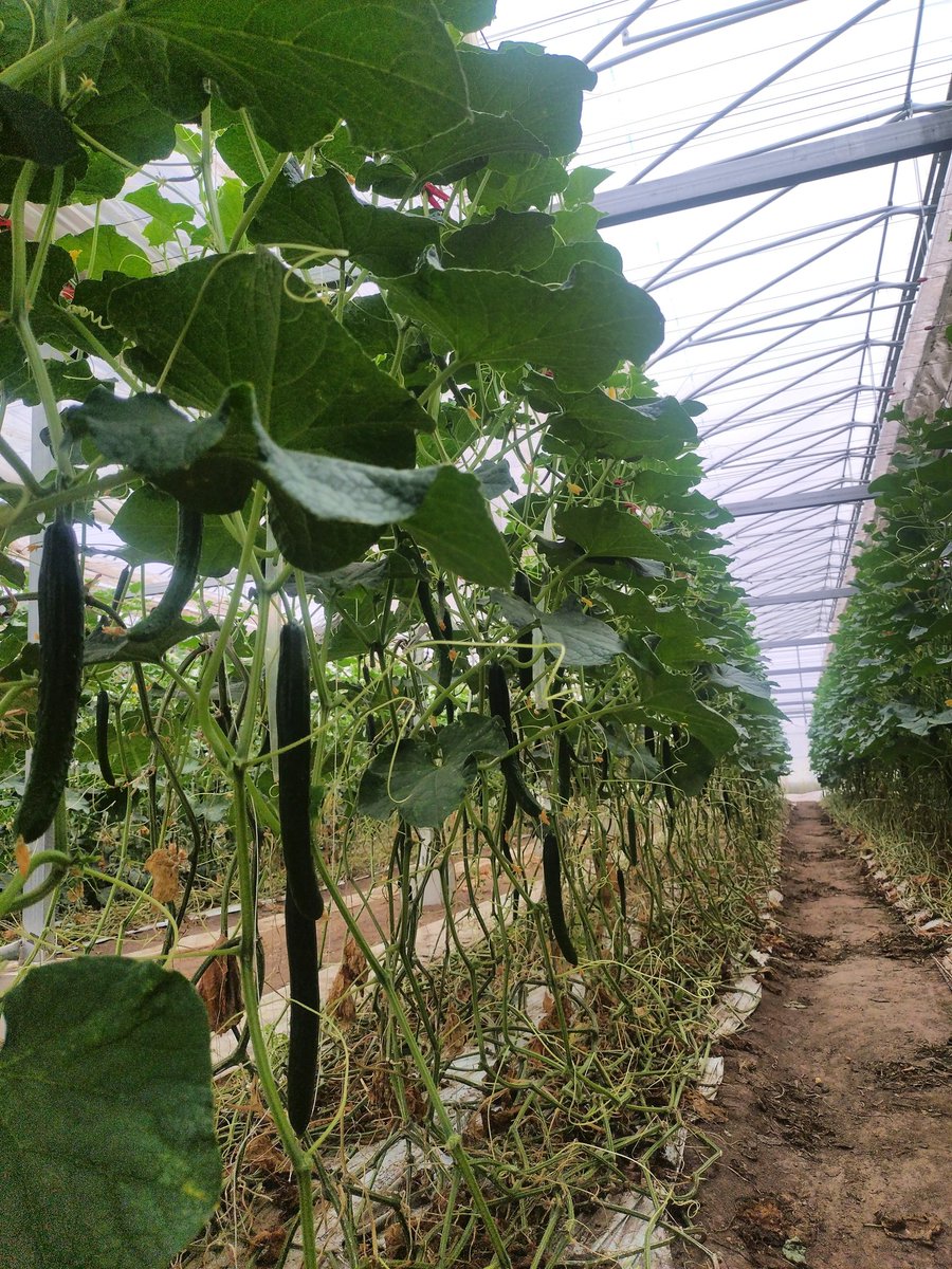 🥬🥒🍅ポチッと！おすすめです🍅🥒🥬