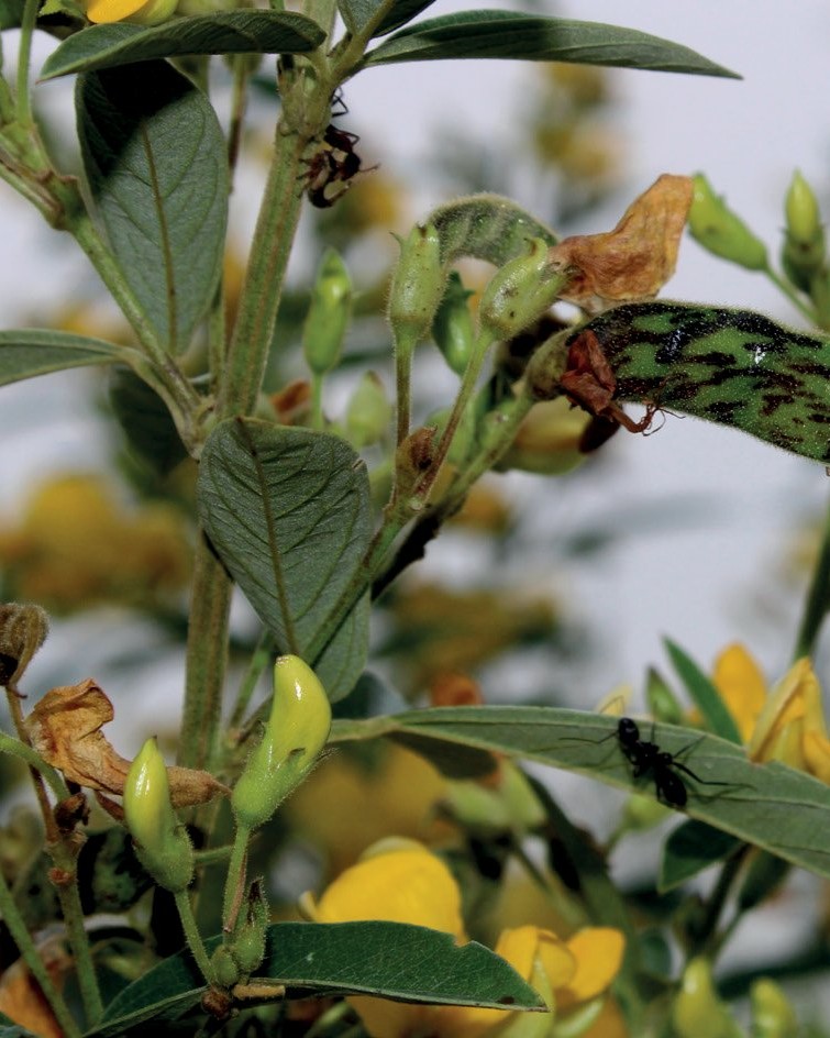 CGIAR tweet media