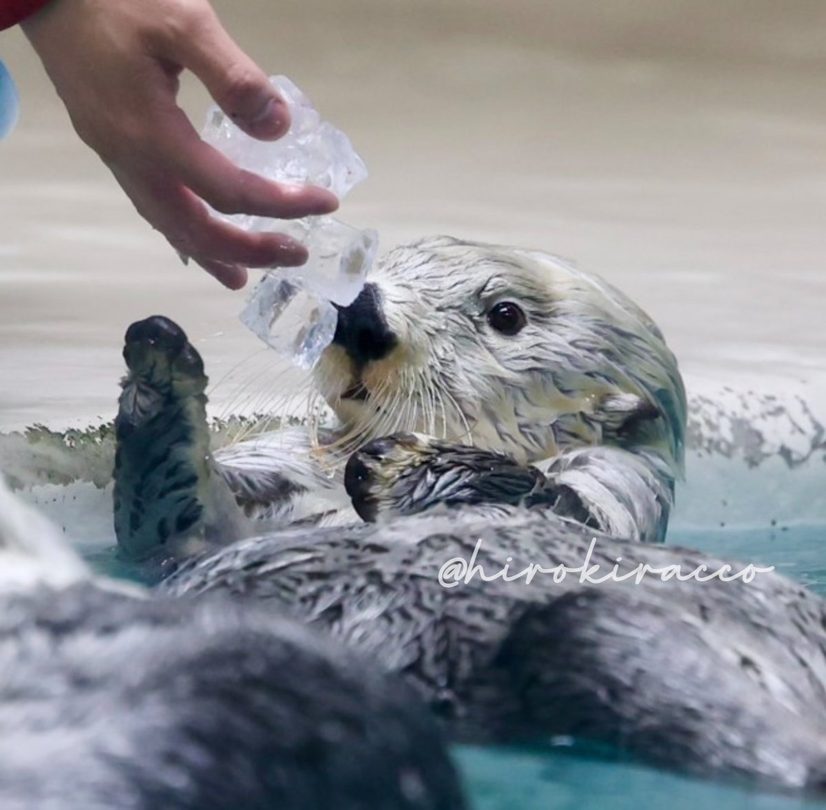 きらきらキラちゃん💖 金曜日⭐️ #鳥羽水族館 #ラッコ #seaotter