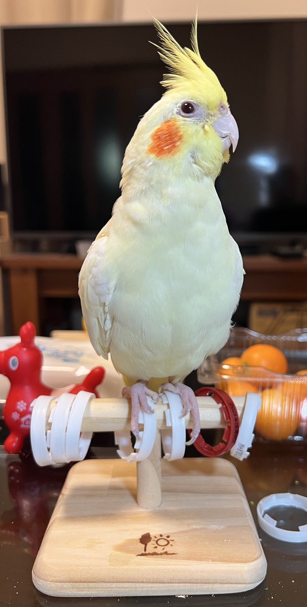 まっくろくろすけ tweet media