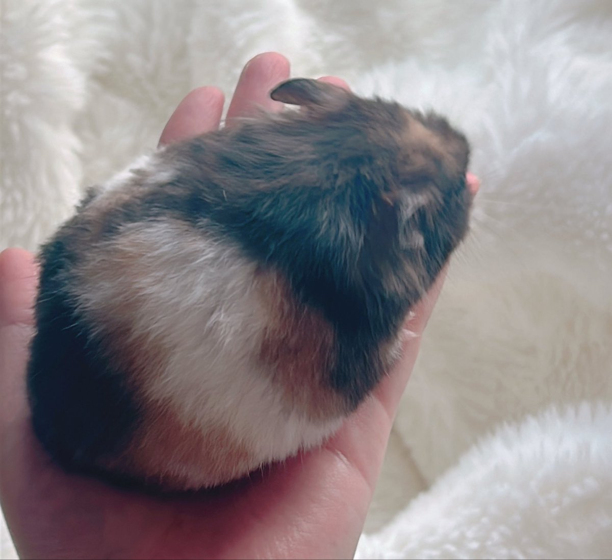 もふもふの飼い主 tweet media
