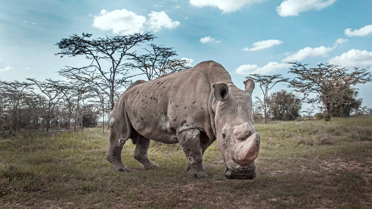 Born Free Foundation tweet media