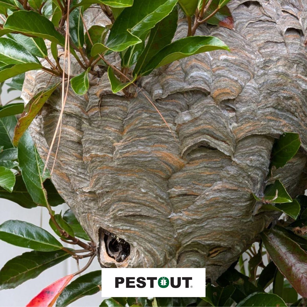 PestOutHR's tweet photo. They build fast—act faster. Early nest removal helps prevent bigger problems later! 😱

Give us a call today to schedule your nest removal! 🐝

757-737-8688 ☎️
https://t.co/mGw8njI2ll 💻

#PESTOUT #pestcontrol #HamptonRoads #Virginia #stinginginsects https://t.co/gpJZ4Ptvtx