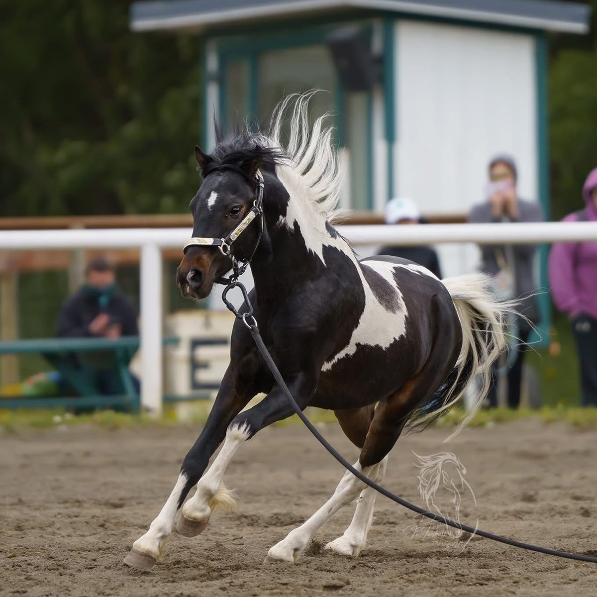 AlaskaStateFair's tweet photo. "FNF Secret Design" is a 2023 Bay Tobiano American Shetland Stallion owned by Alana Naatz of Flying N Farm. Come see Gucci at Stallions of the North on May 30th, starting at Noon at France Equestrian Center! https://t.co/FxXeTupukz