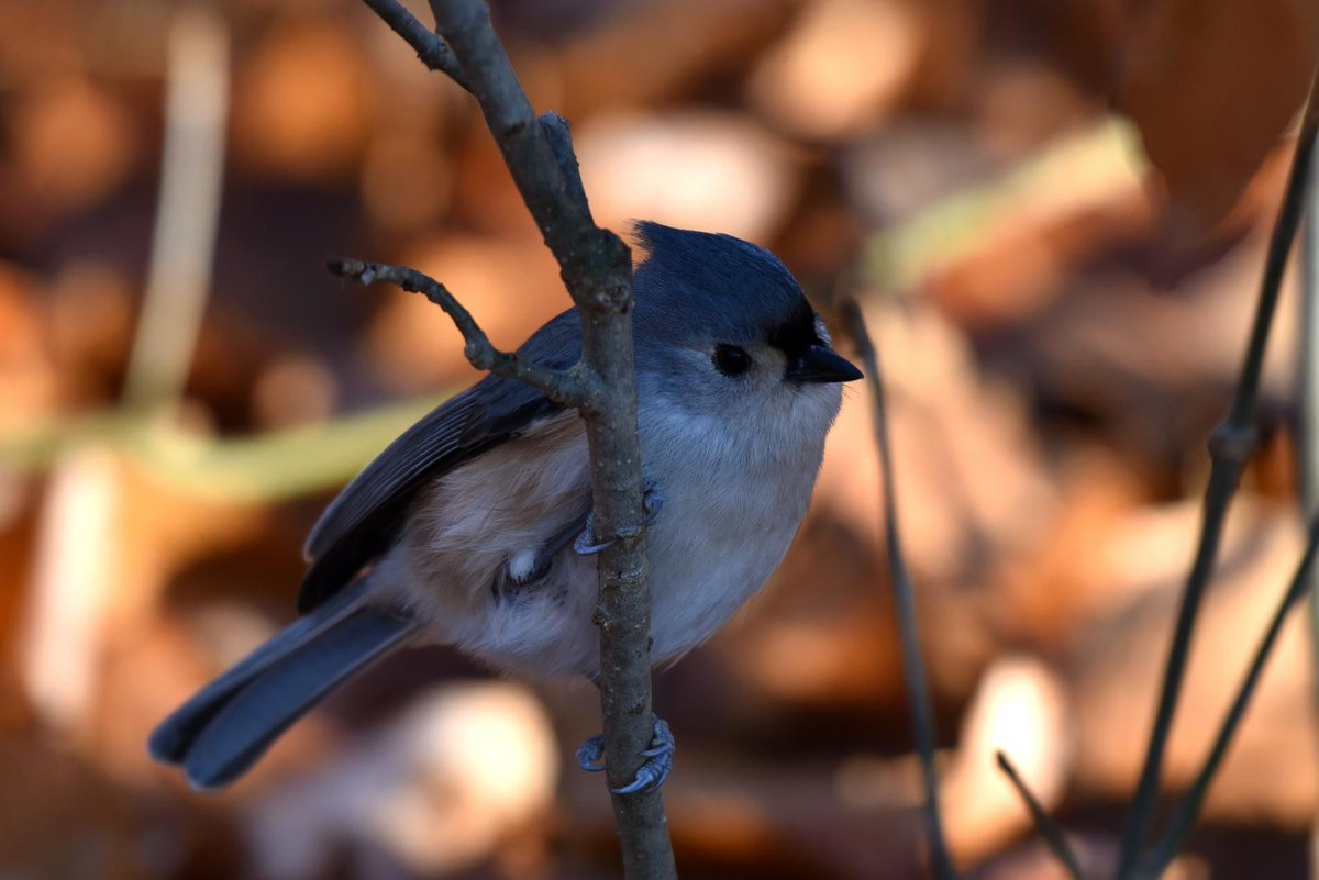 asoftbird's tweet photo. #Tuftpostbot Tuftie: True(0.9384). Photo by julheng. https://t.co/PIrImT7Nnp
