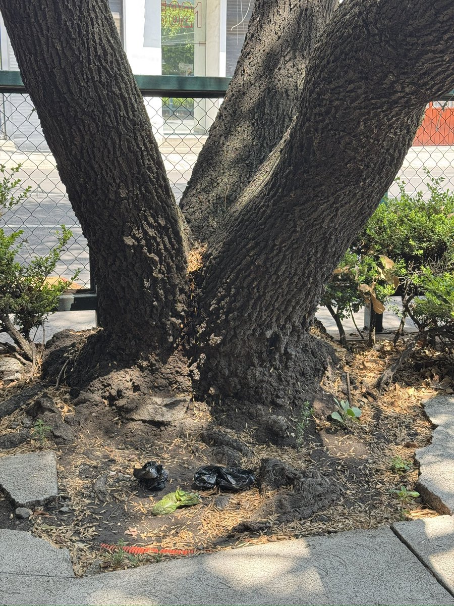 Lord__Boogeyman's tweet photo. @BJAlcaldia @AccionesBJ @En_laDelValle @NarvarteVecinos su apoyo para poner letreros prohibiendo dejar las bolsas llenas heces en el árbol a fuera del Soriana de Gabriel Mancera y Eugenia. Gracias https://t.co/AfGrSKPqMI