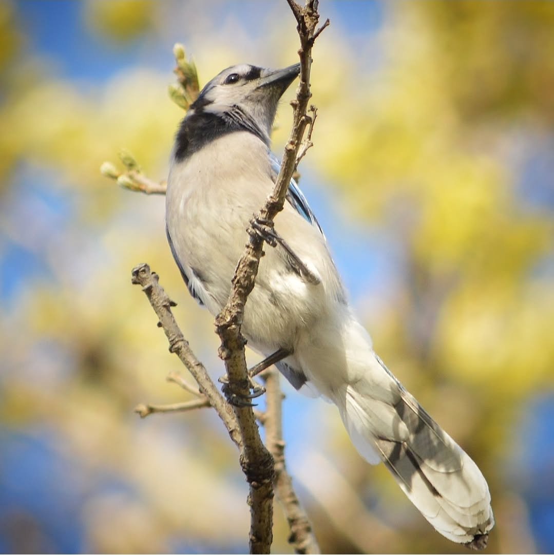 Bens_pics's tweet photo. First time getting my Nikon out in months. Blue Jay in Gaylord, MN
#Minnesota #birding #Nikon https://t.co/hP5m7ntKmP
