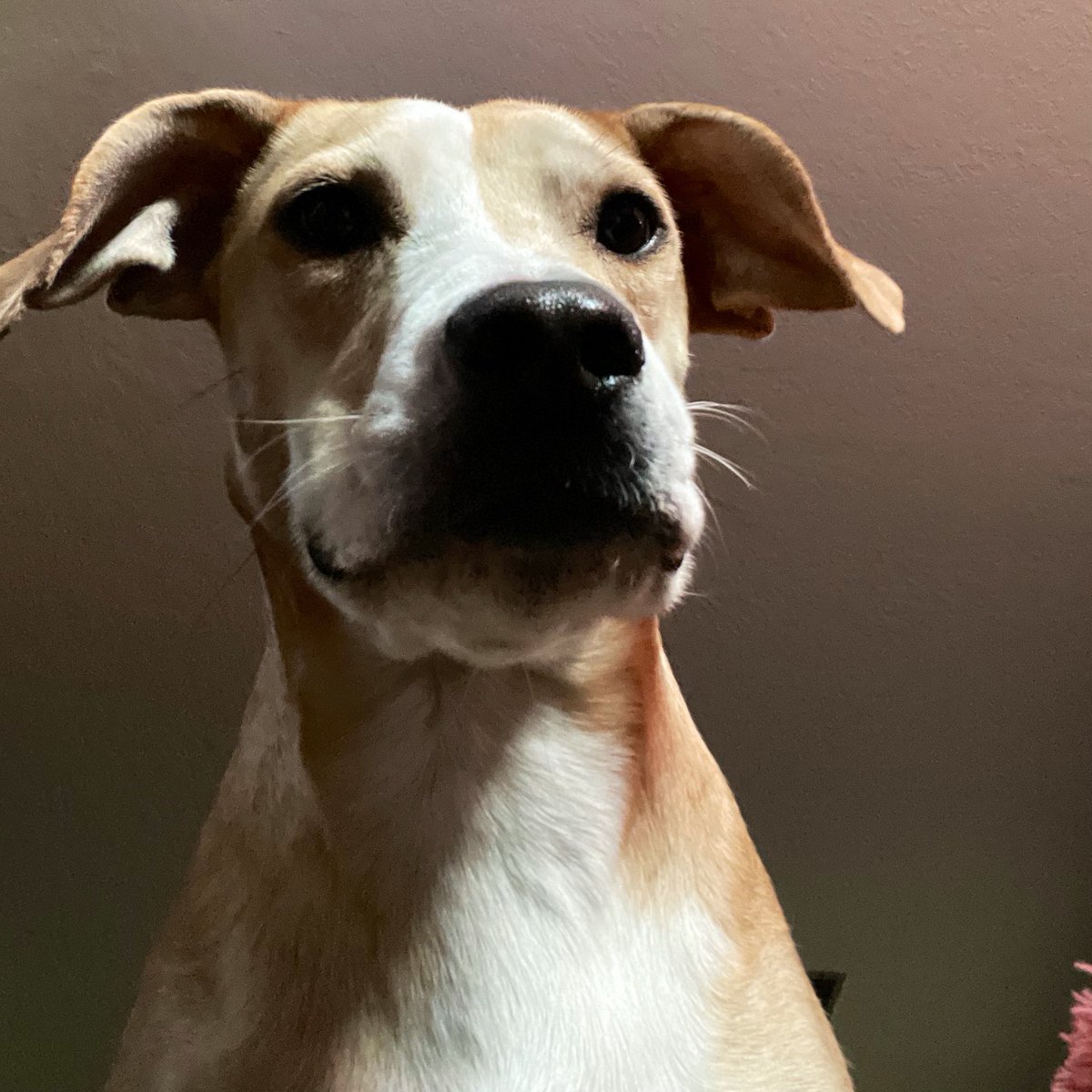 _gt_'s tweet photo. #iLoveMyDog https://t.co/v1gpvGz9pM