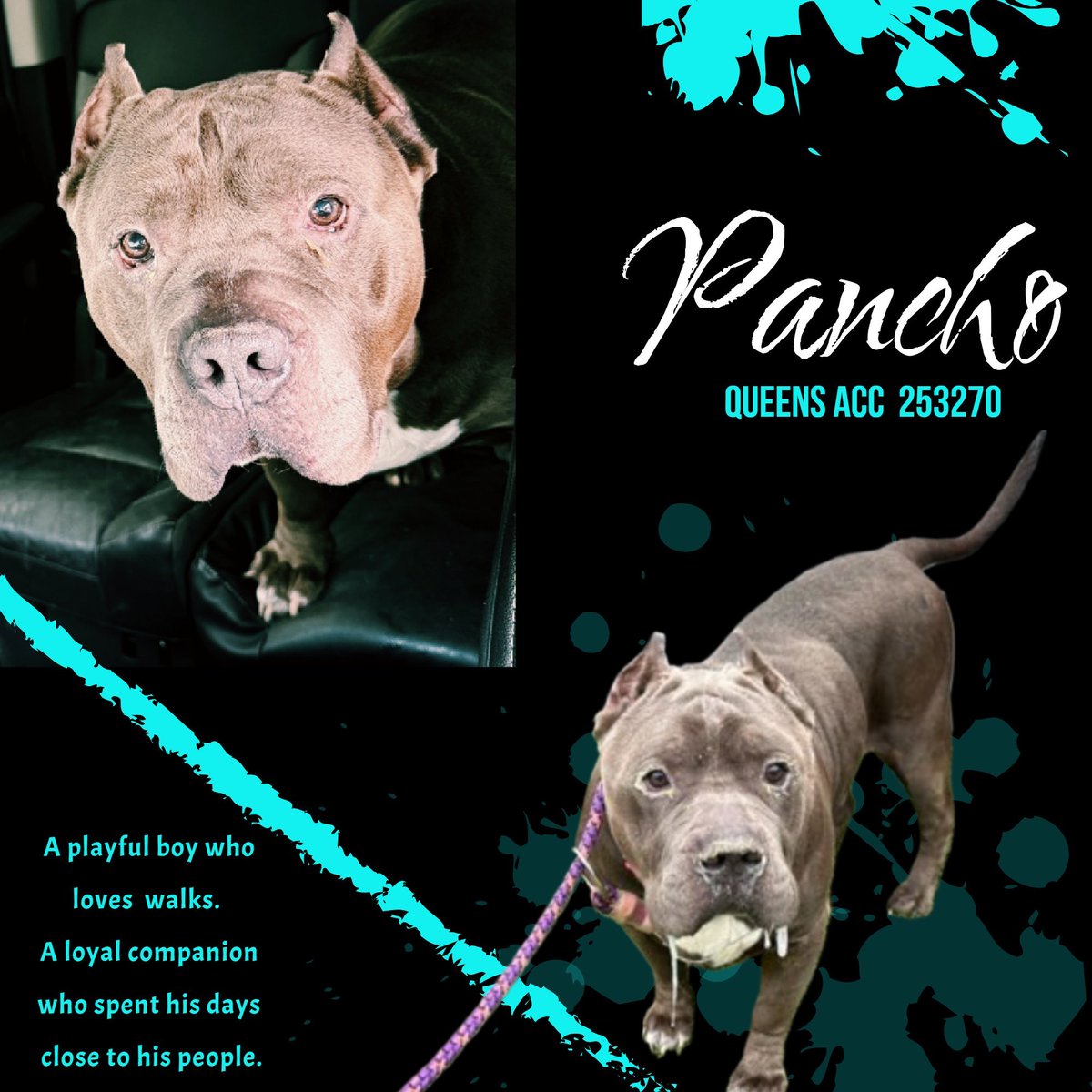 notthesameone2's tweet photo. ๐จ Last call for 100+ lb, 7-y/o Pancho, now under kill command, Surrendered b/c landlord will not allow. For 7 yrs Pancho had a home, couch, walks, favorite foods, toys he loved. Now heโs in a kennel, terrified, he freezes, avoids interaction & panics when forced into situations he doesnโt understand. Timid w/ strangers, respectful w/ kids. gentle w/ dogs. Has a mass & an ear infection