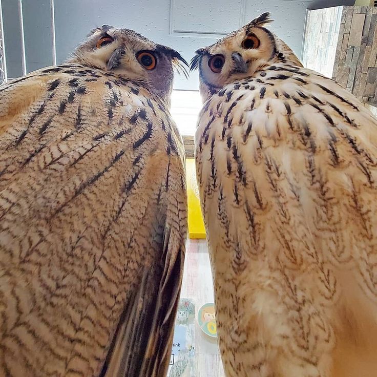 owltwting's tweet photo. brothers in hoot https://t.co/AoyT00AjLx