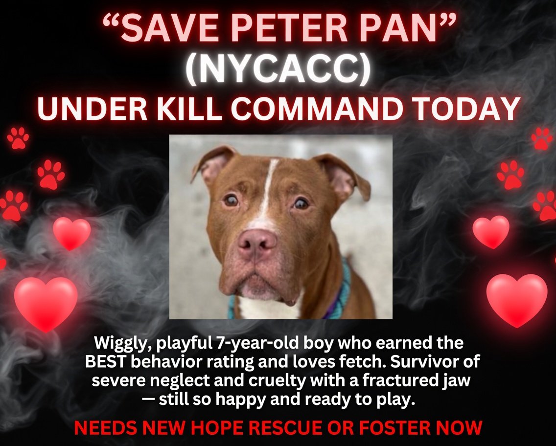 Jazzstew34's tweet photo. ๐พ๐จ URGENT โ Peter Pan (NYCACC) is Under Kill Command TODAY
Save Peter Pan โ he needs a New Hope rescue or foster NOW before itโs too late! โค๏ธ
DM @notthesameone2 immediately if you can help him.
#NYCACC #NewHopePartners #SavePeterPan #UnderKillCommand #FosterNeeded https://t.co/xkkWwCn6aj