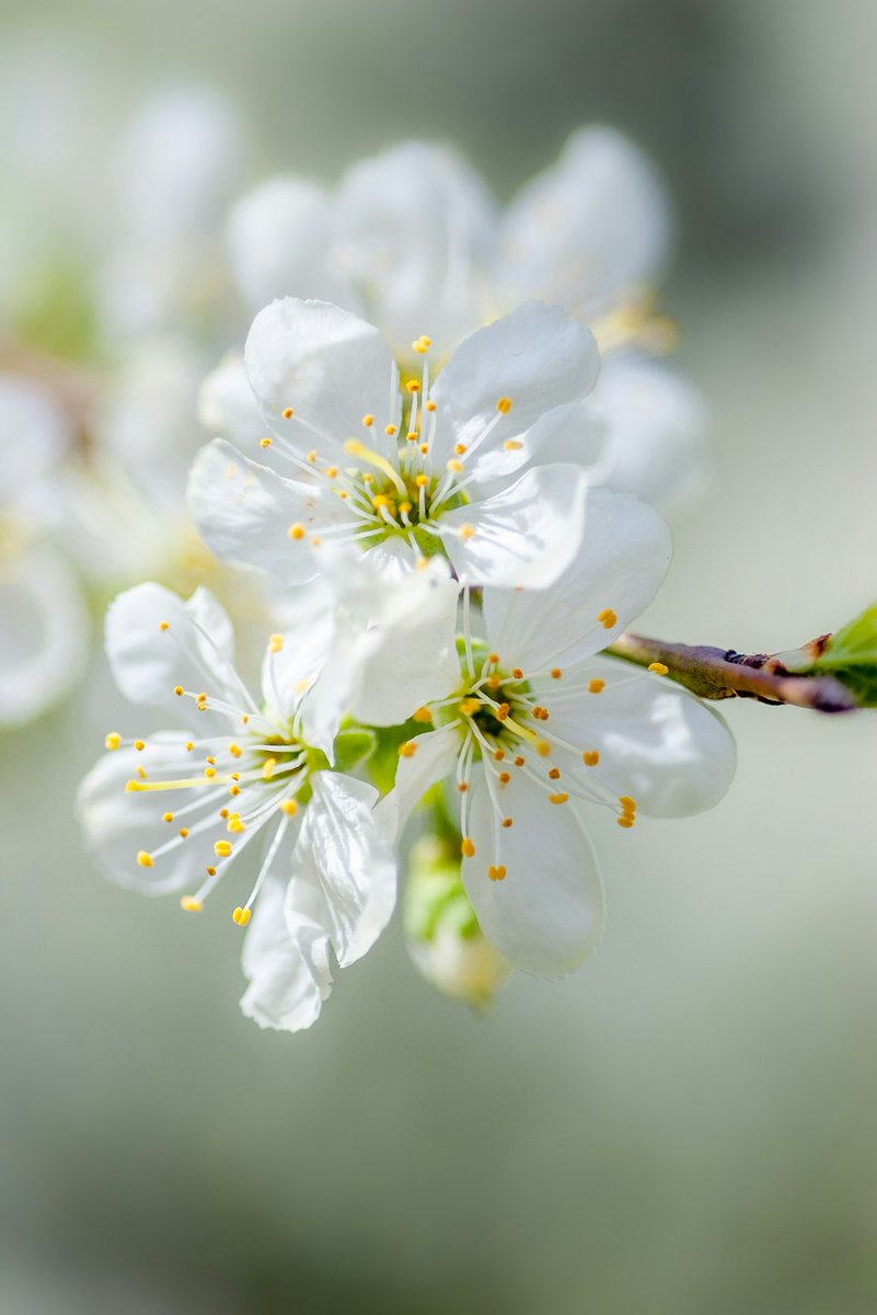 GardenOwne19328's tweet photo. Name-Cherry Blossom
The purity of nature in every petal
#NaturePhotography
#SpringBlossoms
#WhiteFlowers
#FlowerPhotography
#GardenInspiration
#MacroPhotography
#BotanicalBeauty
#SpringVibes
#ManhattanGardening
#NatureLovers https://t.co/RnelyKezti