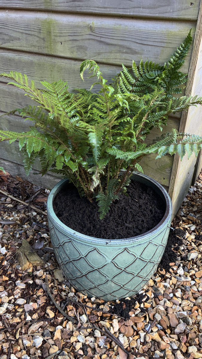 CallumWatson__'s tweet photo. Couldn’t help but add a new Japanese Lace Fern to the garden 🪴 https://t.co/log5HHcoJs