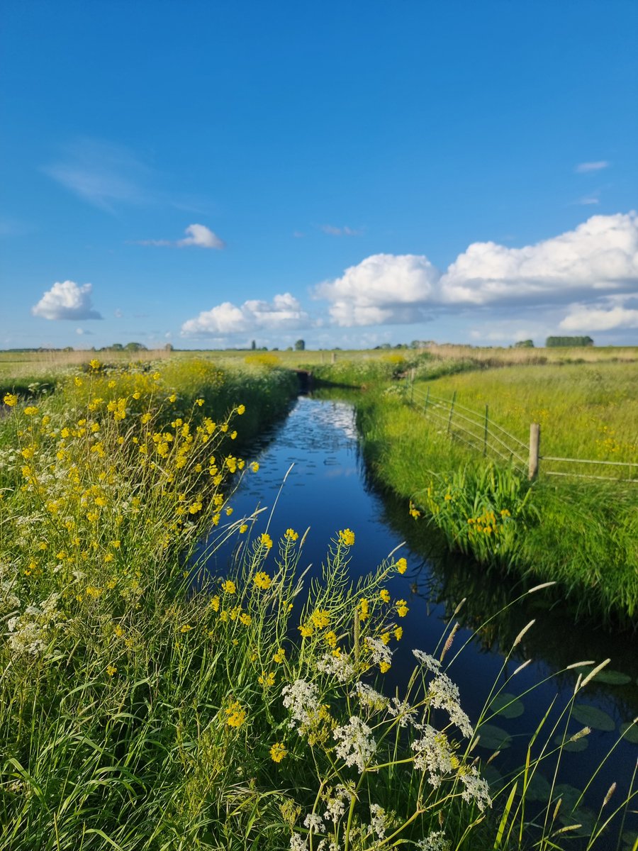 basnatuurlijk's tweet photo. Wat een prachtig, ouderwets Hollands weidevogelgebied is het Wapenveldse Broek, tussen Wapenveld en Veessen, nabij de IJssel. Het wemelt er van grutto's, tureluurs, kieviten en gele kwikstaarten. Mede dankzij de grondeigenaren (schrikdraad tegen vos, plasdras door pompbemaling). https://t.co/LsuyU7W9yo