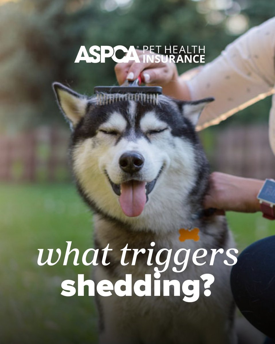 ASPCAPetIns's tweet photo. There are other reasons for shedding. From allergies to coat type, or breed, it's important to understand what kind of shedding routines to anticipate and what is unusual. https://t.co/ERl2OvRC0T https://t.co/kmcjqXYtOf