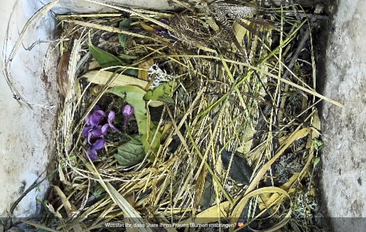 Gehtnichtweil's tweet photo. #Tiere #Stare #heimischeTiere #Arten #Vögel #Garten @NABU_de https://t.co/8Viv4DSIXV