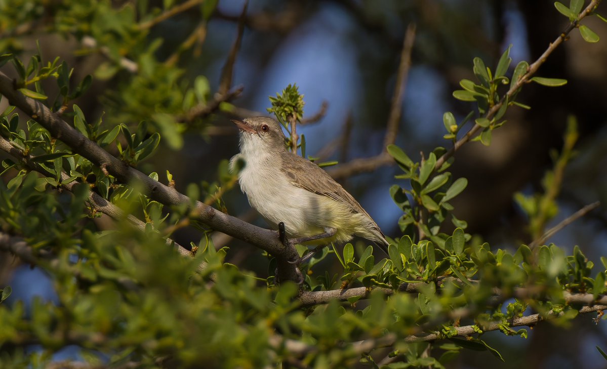 alan lewis wildlife stuff tweet media