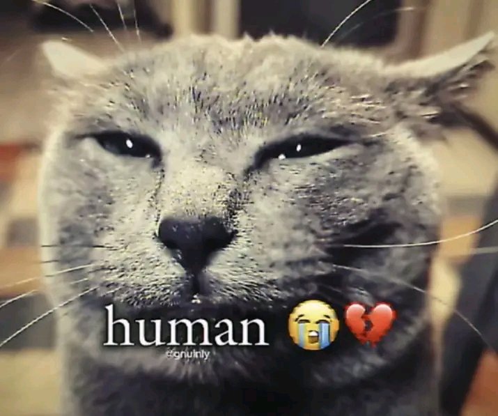 𝙈𝙐𝙍𝘼𝘿 tweet media