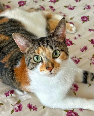 ModernCatMag's tweet photo. Nothing brightens up a room like a gorgeous cat 💗🐱🐾⁠
⁠
📸: https://t.co/eaSUpZXaHp on IG⁠
⁠
#moderncat #moderncatmagazine #cat #cats #feline #meow #catlife #pets #catlover #catloversclub #catoftheday #cutecat #catsofx https://t.co/Yo5BrTJuCd