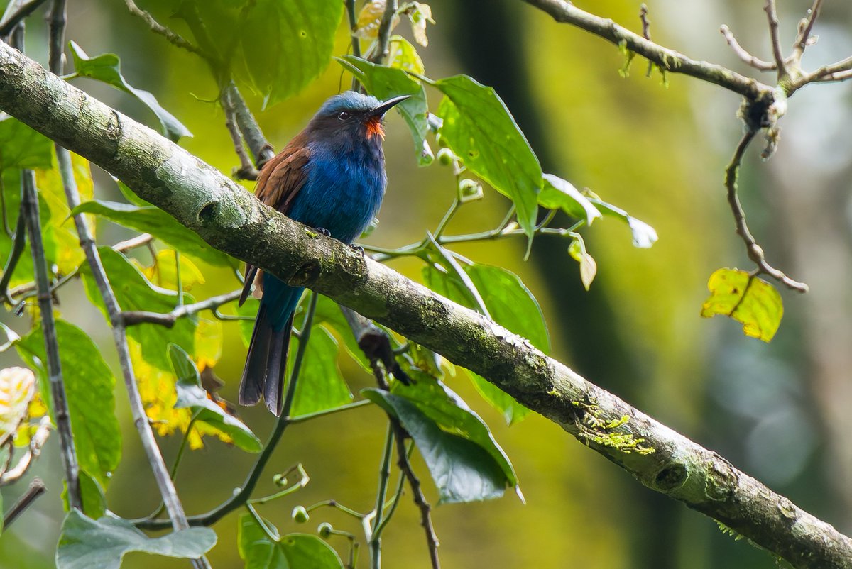 alan lewis wildlife stuff tweet media