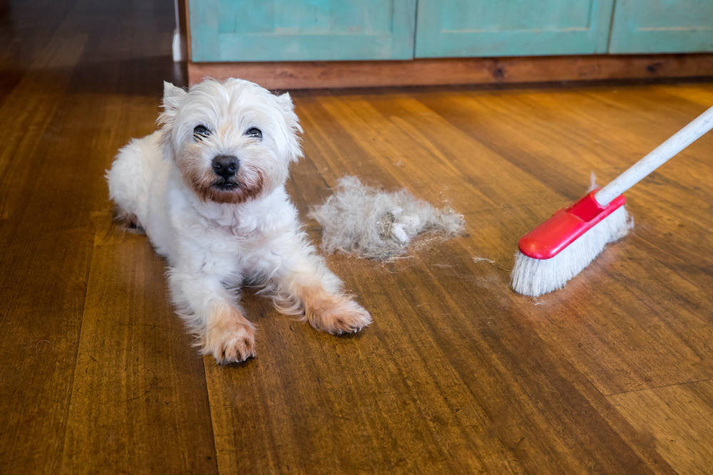 AnjettaKing's tweet photo. Choosing The Best Floors for Pets https://t.co/s4bT4F6wQu https://t.co/c8WgEzck8z