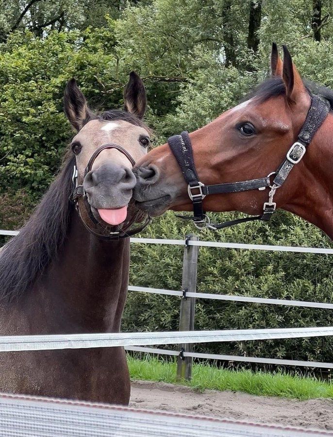 horse dentist tweet media
