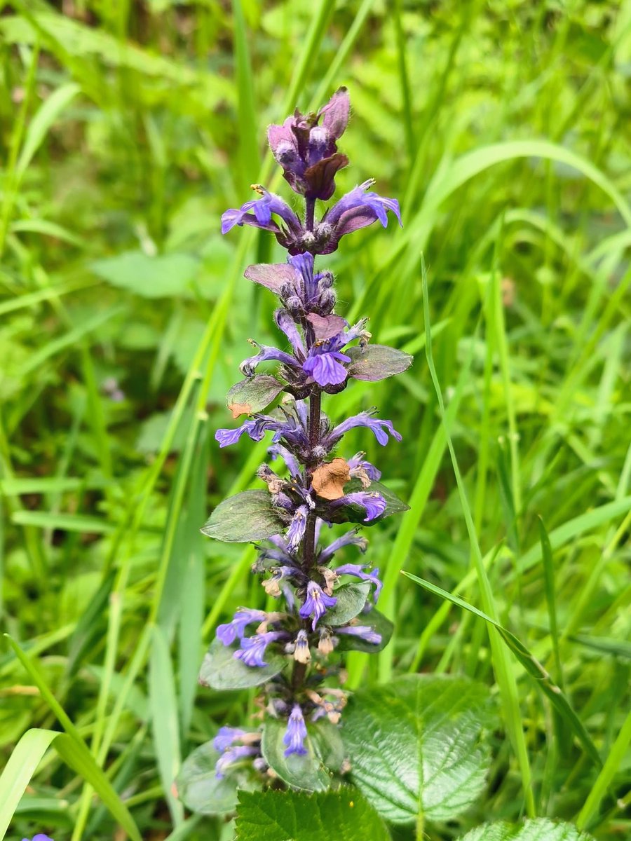LadyGrace27's tweet photo. Like wildflowers, love grows softly, naturally, and more beautifully than words can say...💜🌿💕

#ThursdayVibe #flowers #wildflowers #speedwell #bugleweed #loveforever https://t.co/VrwyI23dSN