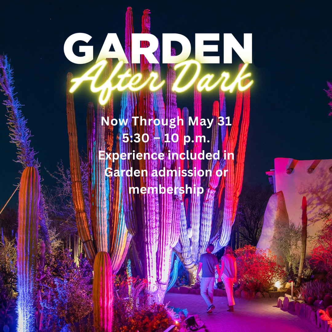 TWLewisFound_'s tweet photo. Experience the magic of the desert after sunset with our partner, @dbgphx 🌙🌵 Don’t miss Garden After Dark and Dog Days After Dark happening through May, the perfect way to enjoy cooler evenings, live entertainment, and the beauty of the garden with your pup! 🐾 Visit https://t.co/K5jF13pdnZ for more info.