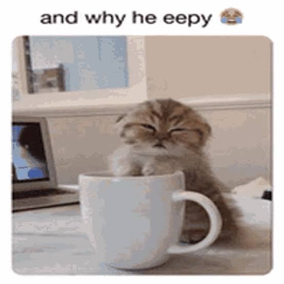 Andy the Cat ✌️ tweet media
