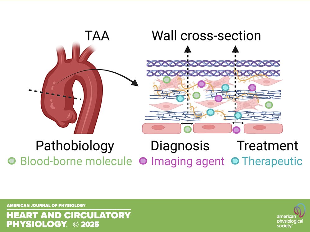 AJP-Heart and Circ tweet media