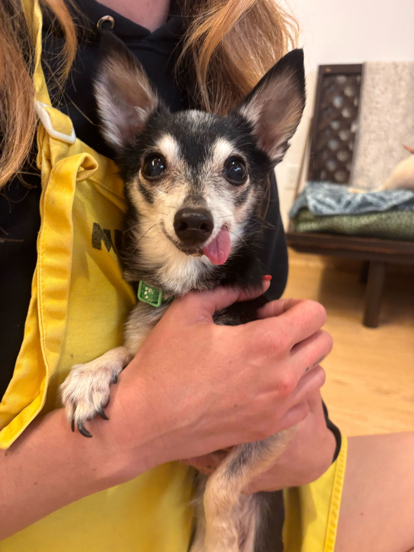 Muttville Senior Dog Rescue, San Francisco tweet media