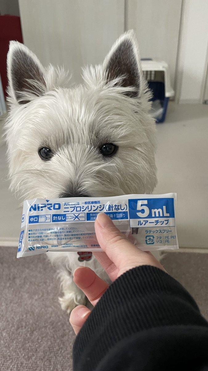 まじかる四国- ̗̀ 🐄 ̖́- tweet media